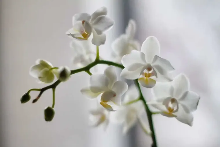 выбрать место для орхидеи в доме