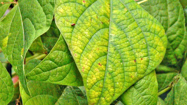 Признаки дефицита азота у зеленых растений