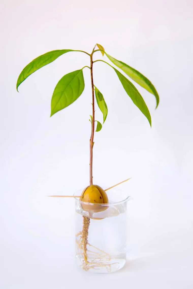 как вырастить дерево авокадо из косточки
