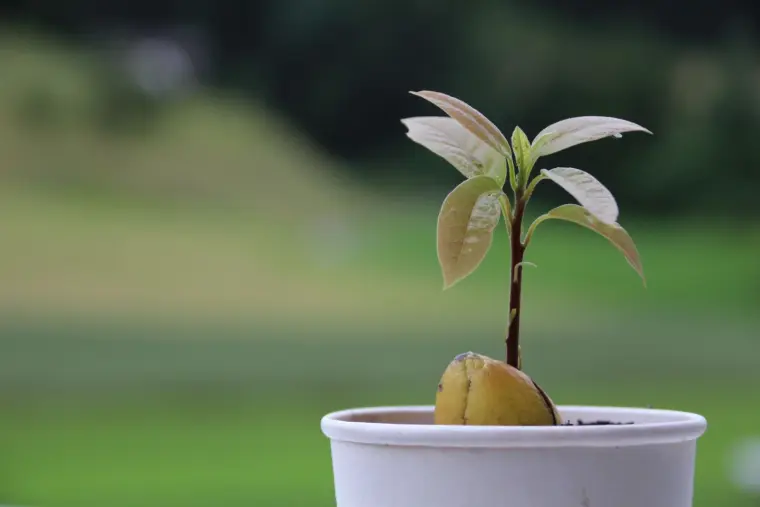 выращивание дерева авокадо из кончиков косточки