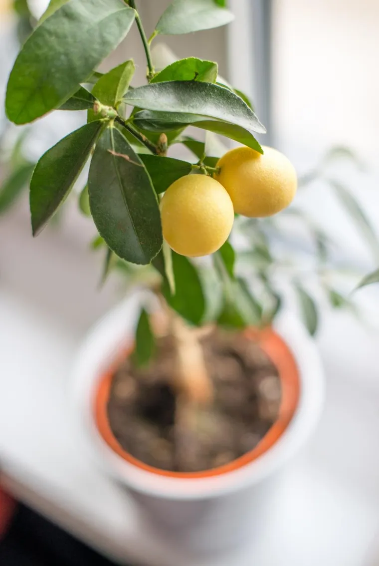 увядшие листья лимонного дерева в горшке