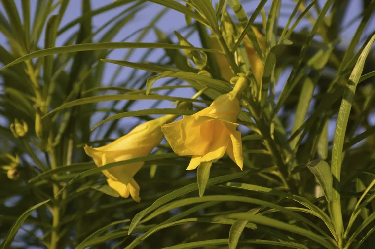 олеандр желтые цветы