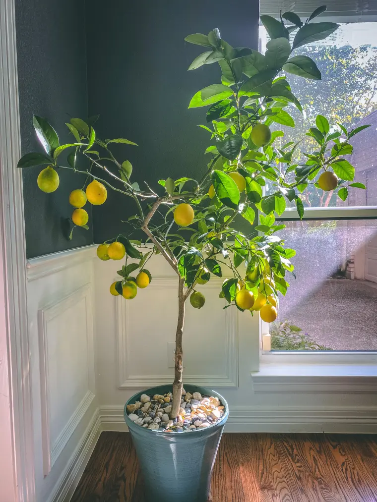 мое лимонное дерево не дает лимонов как это исправить