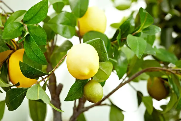 какая температура для лимонного дерева