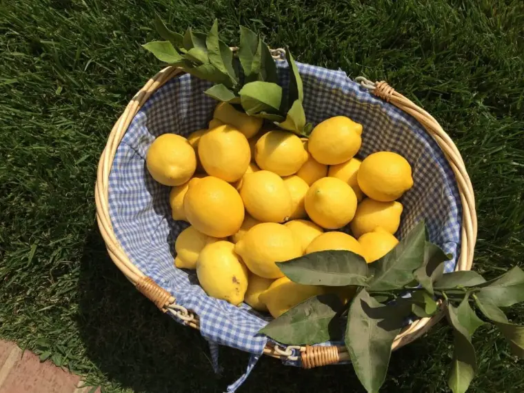 какое удобрение для лимона
