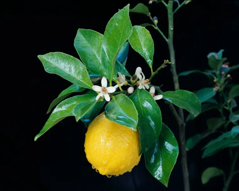 мое лимонное дерево не дает лимоны почему