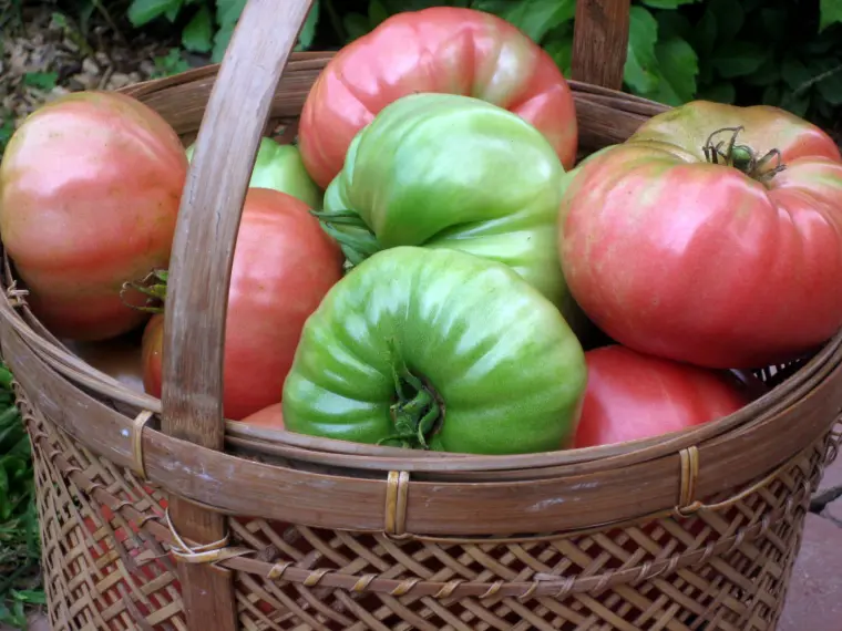 советы по уходу за выращиванием томатов