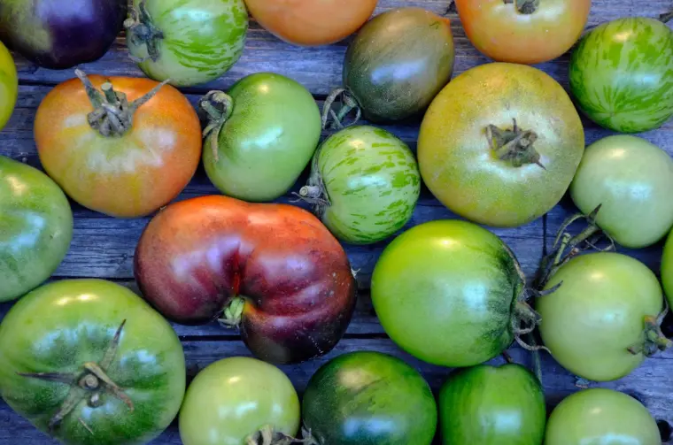 как ухаживать за зелеными помидорами 