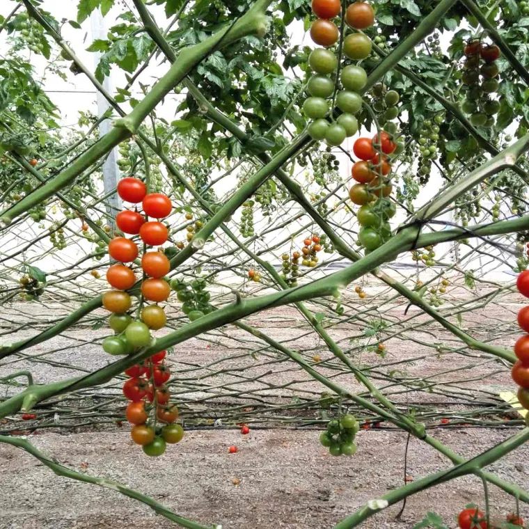 кусты томатов черри как защитить