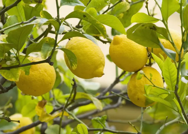 лимонное дерево как обрезать ветки