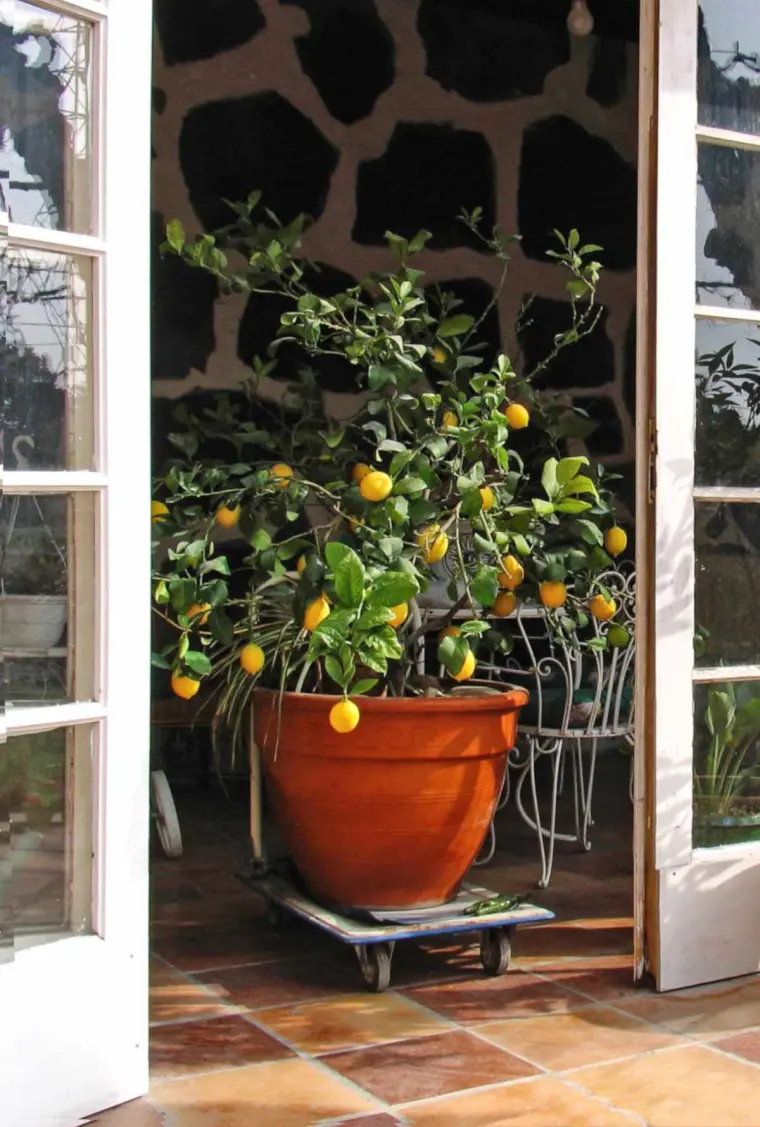 как обрезать лимонное дерево
