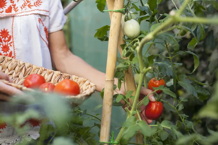 увеличить урожай томатов что делать