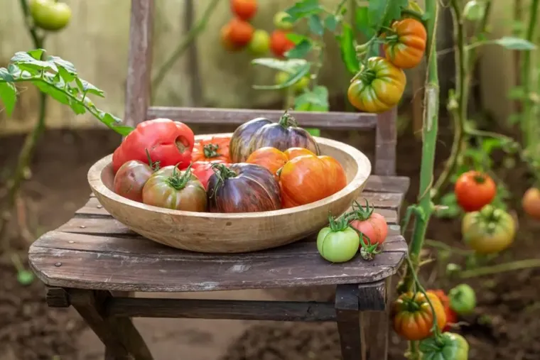 много помидор на огороде как сделать