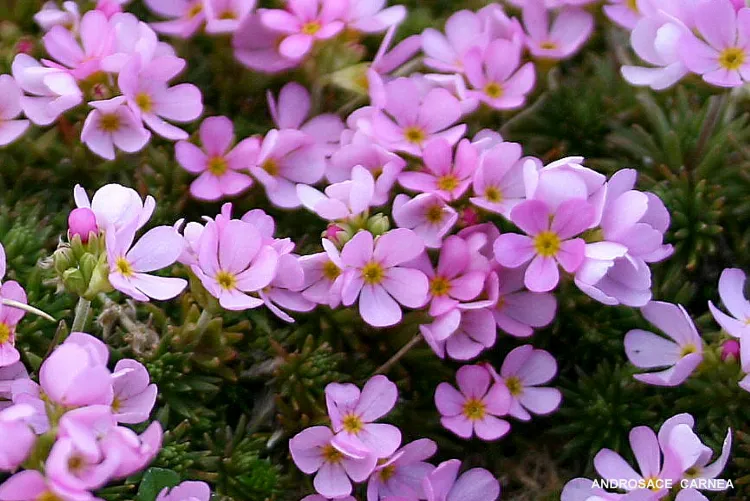 андроцветные мелкие нежные цветки