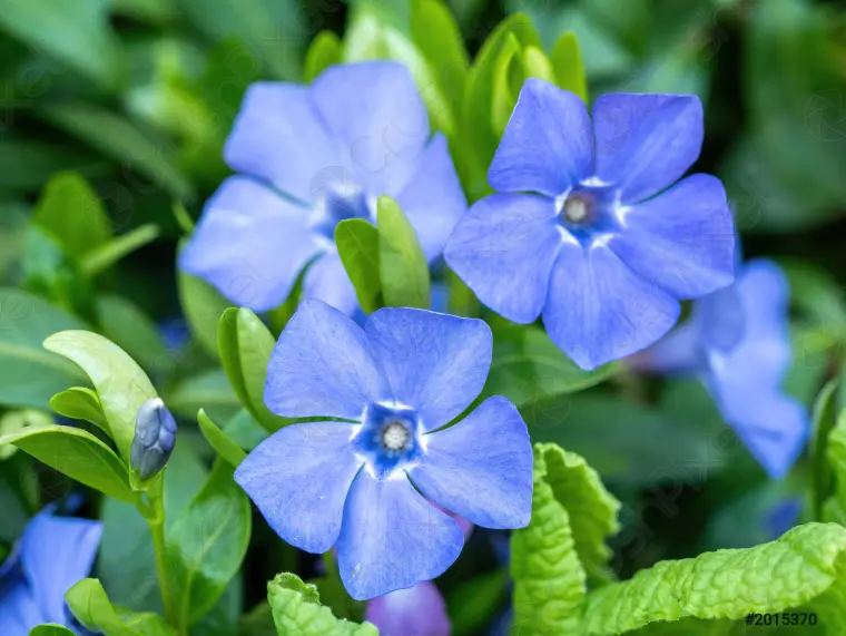 стелющиеся многолетние голубые цветы