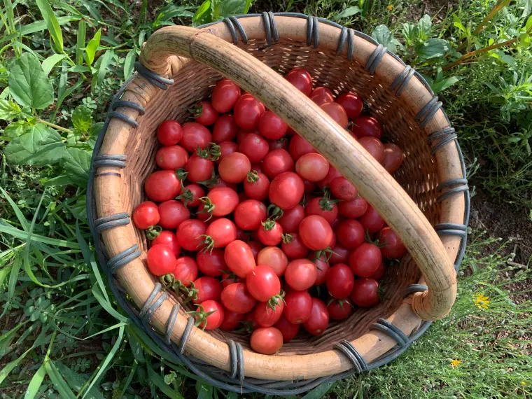 какое удобрение для растений на помидорной грядке