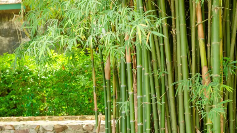 бамбуковый шумозащитный экран