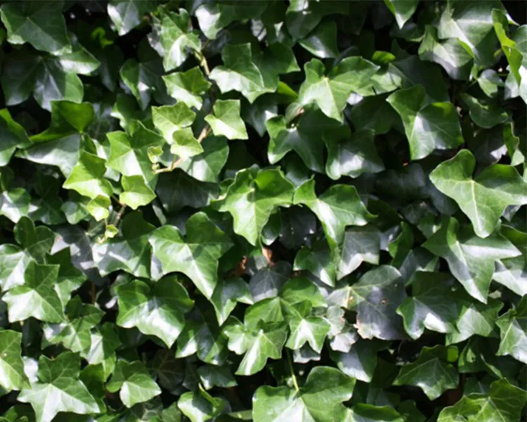 плющ ирландский сорт блестящие листья