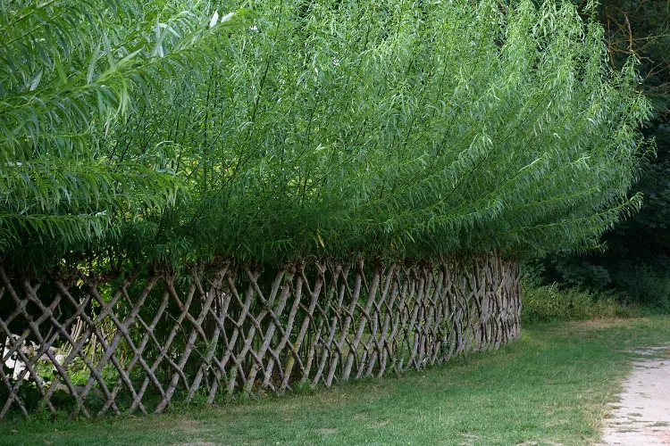 комбинация деревянный забор кустарники деревья