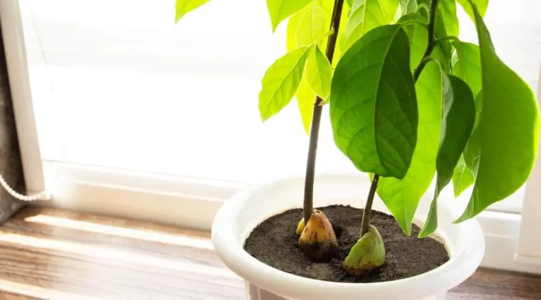 как вырастить авокадо в горшке на открытом воздухе