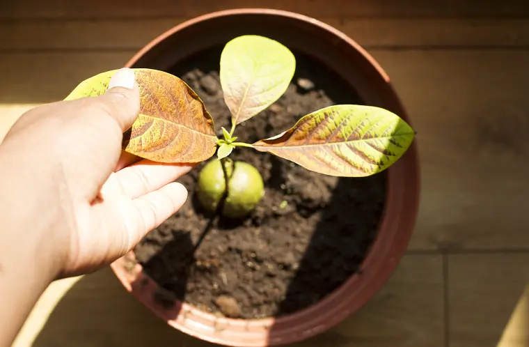 как вырастить авокадо в горшке дома