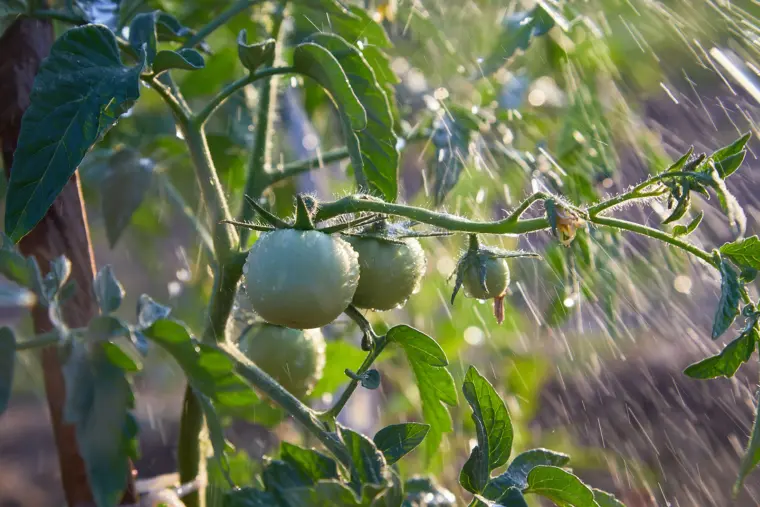 полив помидоров