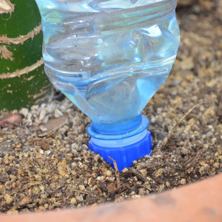поддерживать влажность горшечных растений с помощью бутылки 