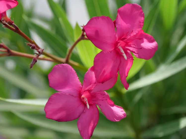 олеандр кустарник растение цветы