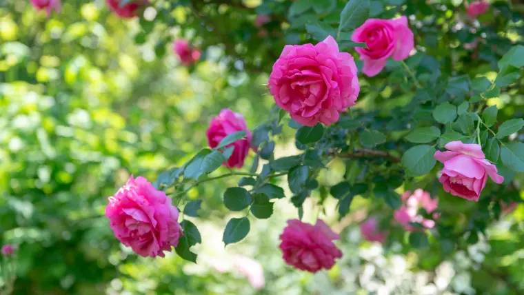 удобрение для цветения роз