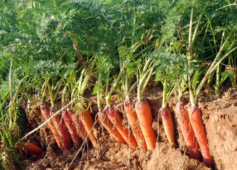 что посадить в огороде в июне как вырастить морковь