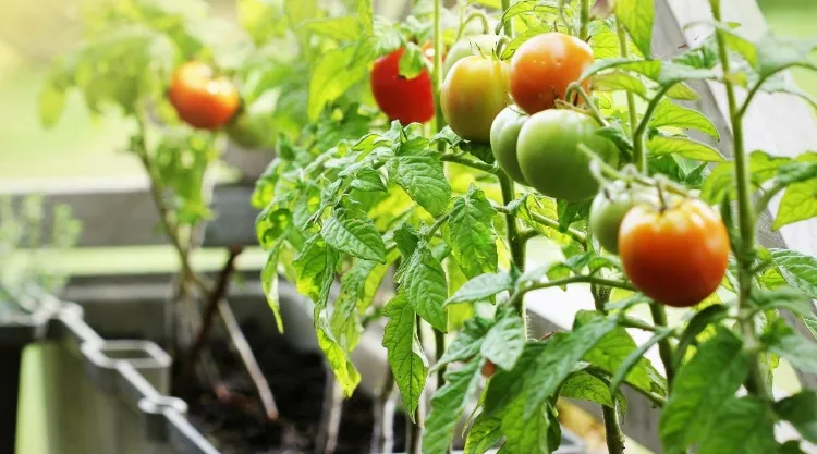 как вырастить помидоры в горшках