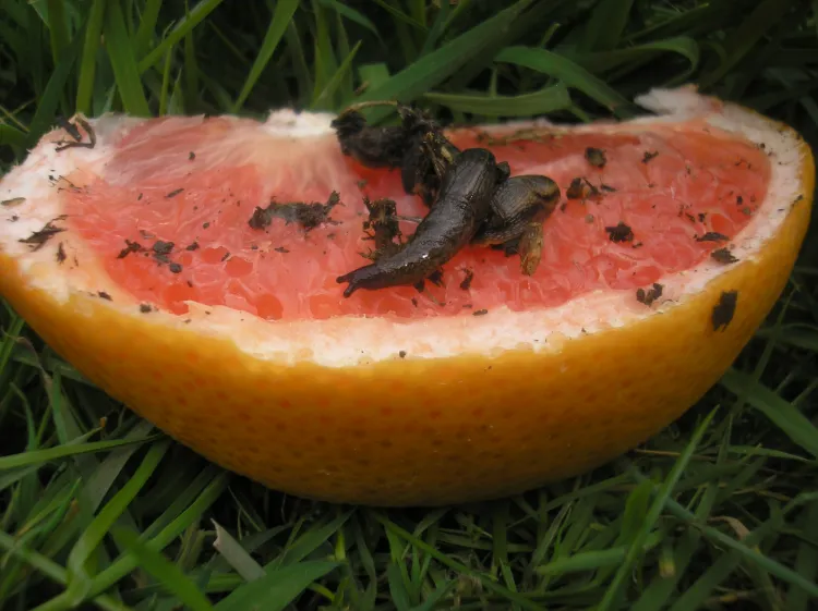 Кожура грейпфрута против моллюсков