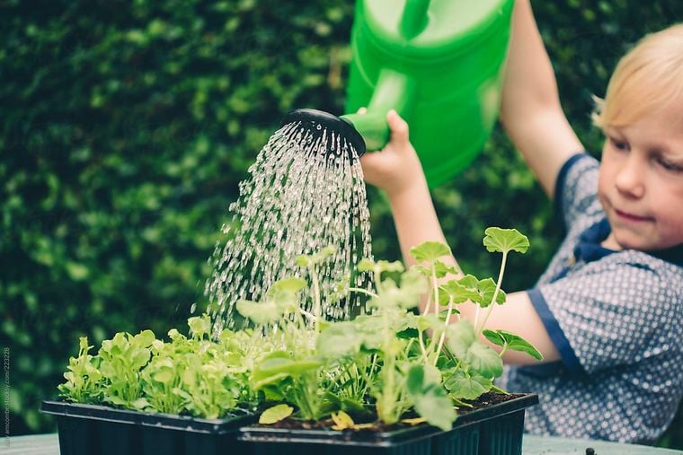 как экономить воду при уходе за растениями?
