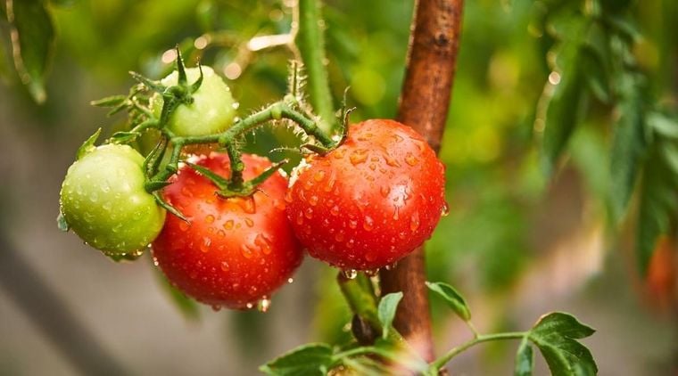 Как поливать помидоры? Совет, которому нужно следовать, чтобы иметь здоровые растения и хороший урожай!