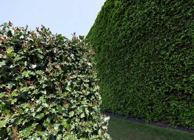 Как сделать зеленую стену? Какие растения использовать для этого забора?
