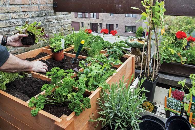 Что посадить, если у вас нет сада в саду?
