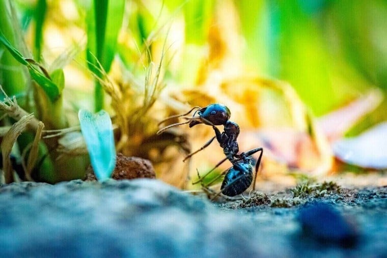 Как избавиться от муравьев на огороде? Знай все!