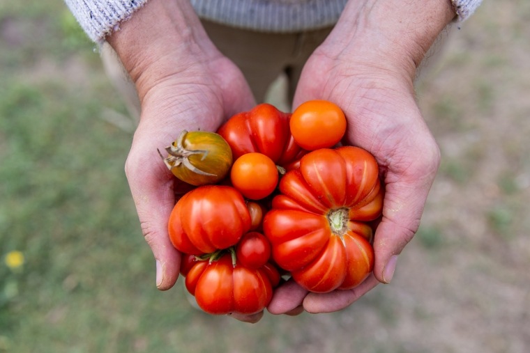 Зачем использовать кофейную гущу для томатов на огороде? Каковы его преимущества для удобрения растений?