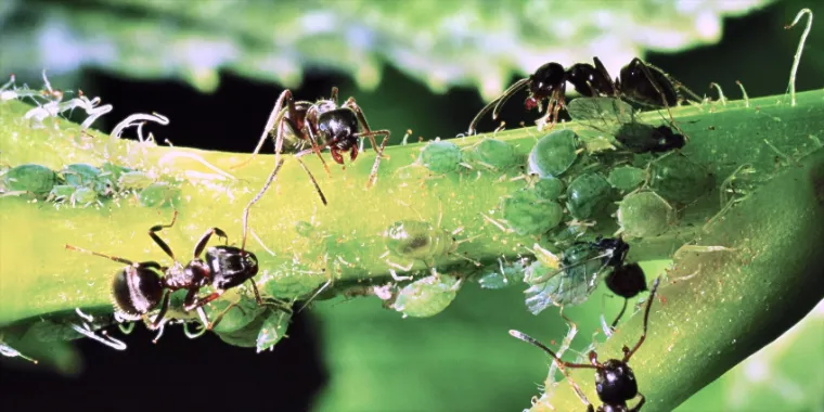 для защиты от садовых муравьев