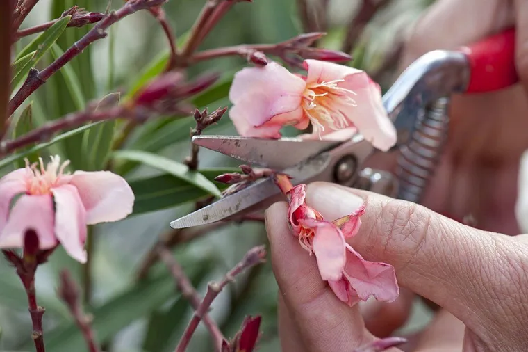 обрезка цветков олеандра