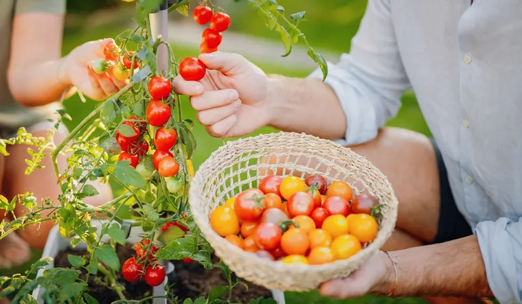 как получить хороший урожай томатов