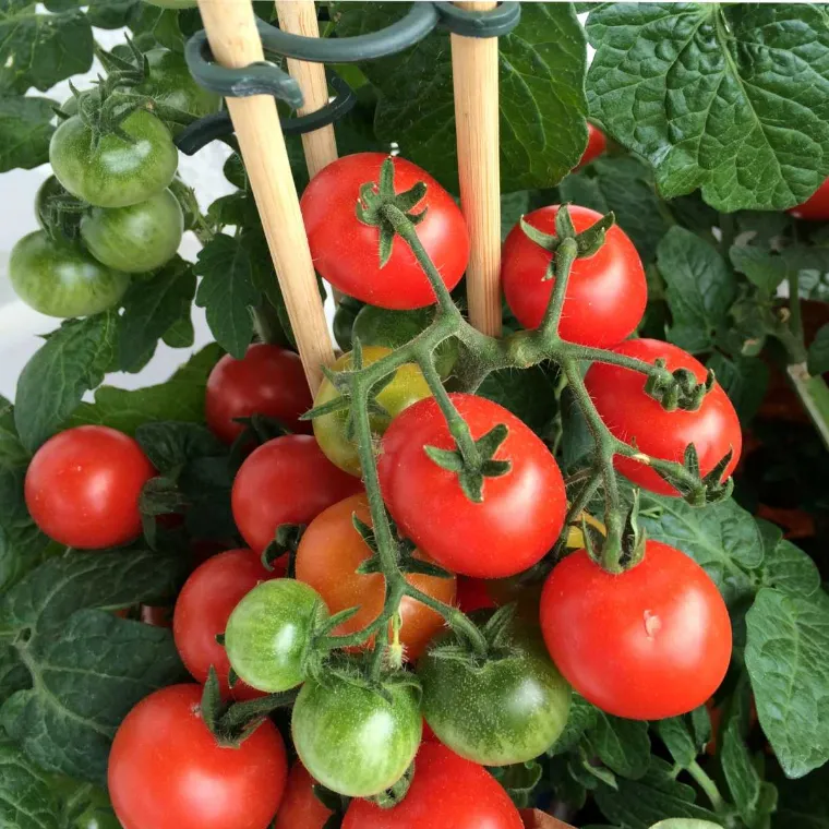 как защитить рассаду помидор от дождя сильного ветра
