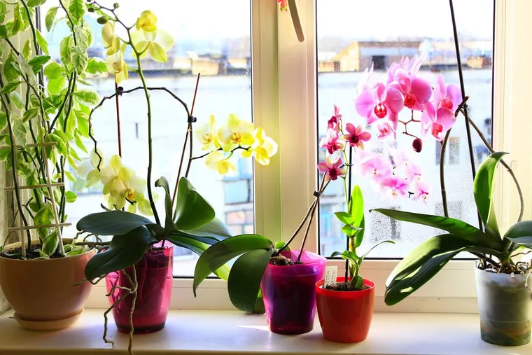 лучшее место для комнатных орхидей