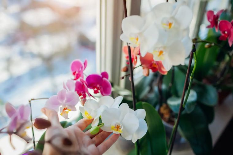 Лучшее место для орхидей: экспозиция, выбор идеального места в зависимости от сезона