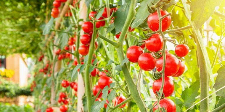 Вот как укрепить помидоры и получать вкусные плоды каждый урожай!