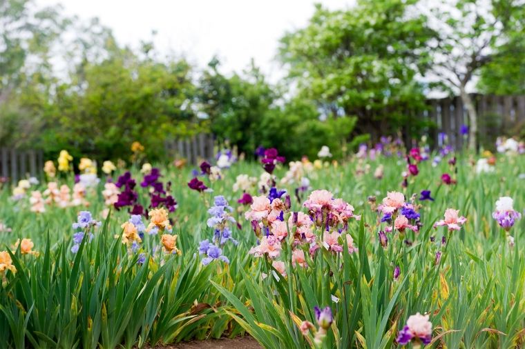 Вот 9 лучших сортов для красивого сада весной