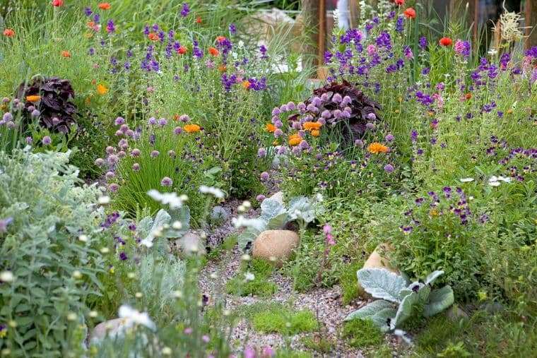 5 прекрасных растений для выращивания в вашем саду и создания деревенского пейзажа!