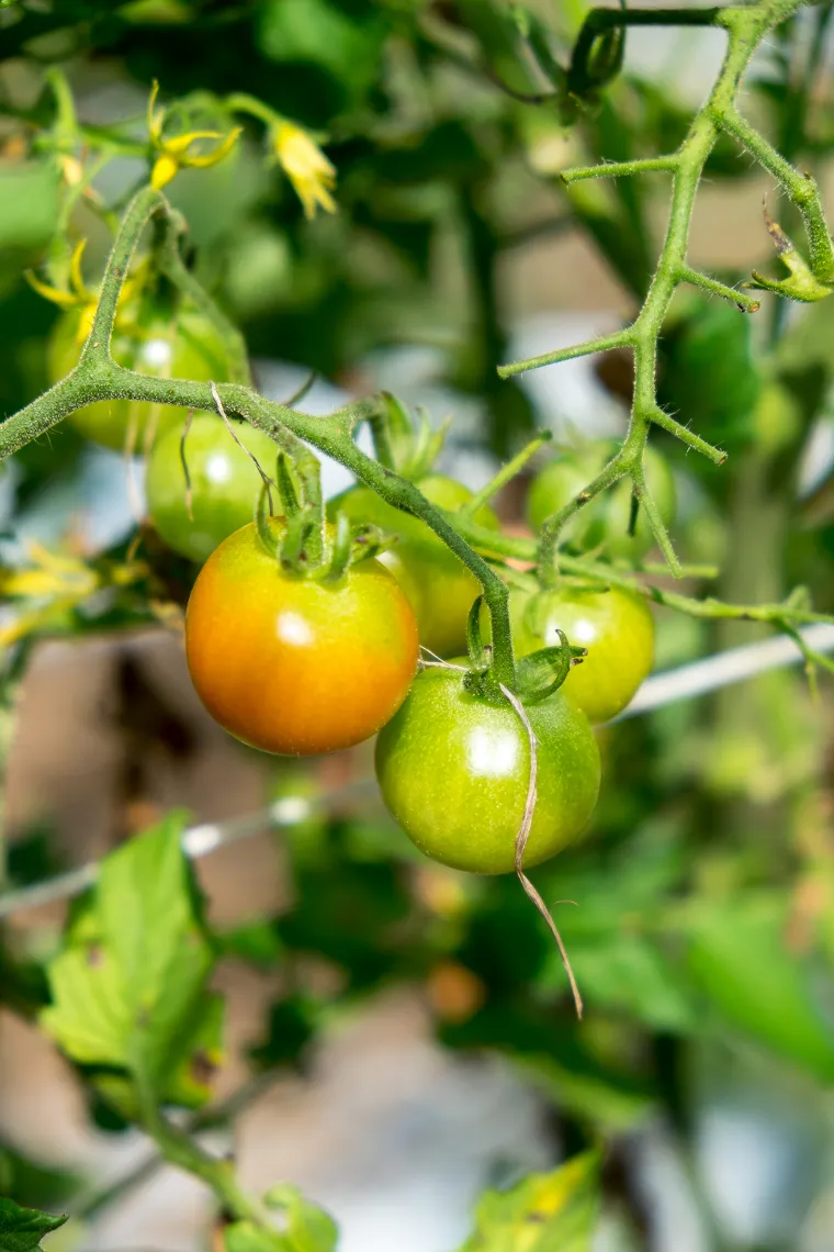 почему помидоры не краснеют хитрости