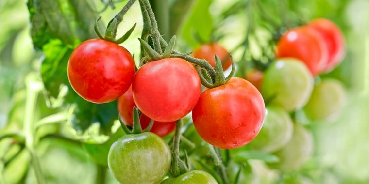 Почему помидоры не краснеют? 5 советов, которые нужно знать!