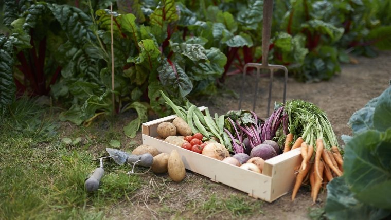 Посмотрите на эти 6 вкусных овощей, которым для роста нужно тепло